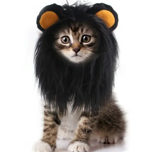 Perruque pour chat avec crinière à longs poils et oreilles orange sur petit chat gris rayés et pattes blanches.