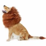 Perruque pour chien rousse comme une crinière de lion.
