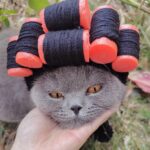 Perruque De Chat Bouclee Avec Rouleaux De Cheveux