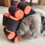 Perruque De Chat Bouclee Avec Rouleaux De Cheveux 3