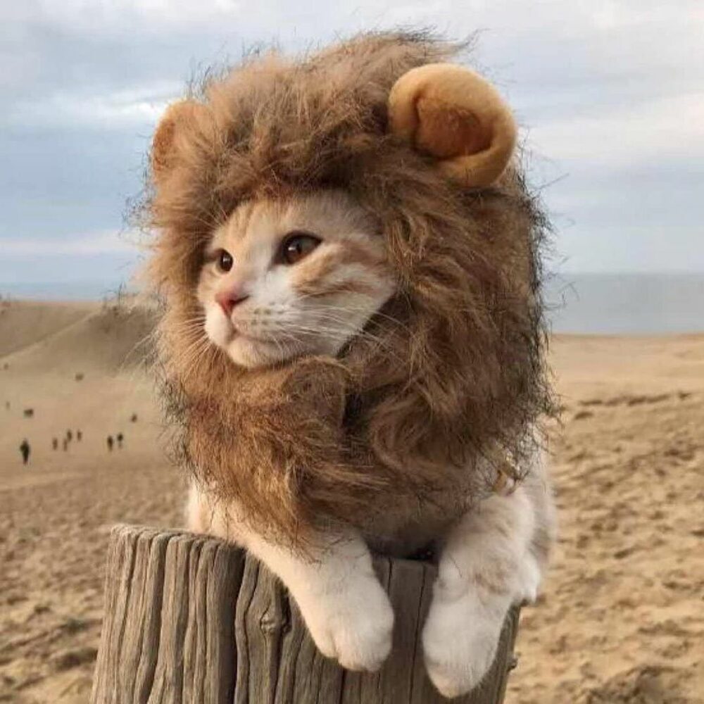 Perruque pour chat en forme de crinière de lion. Chat qui se tient sur un tronc d'arbre.