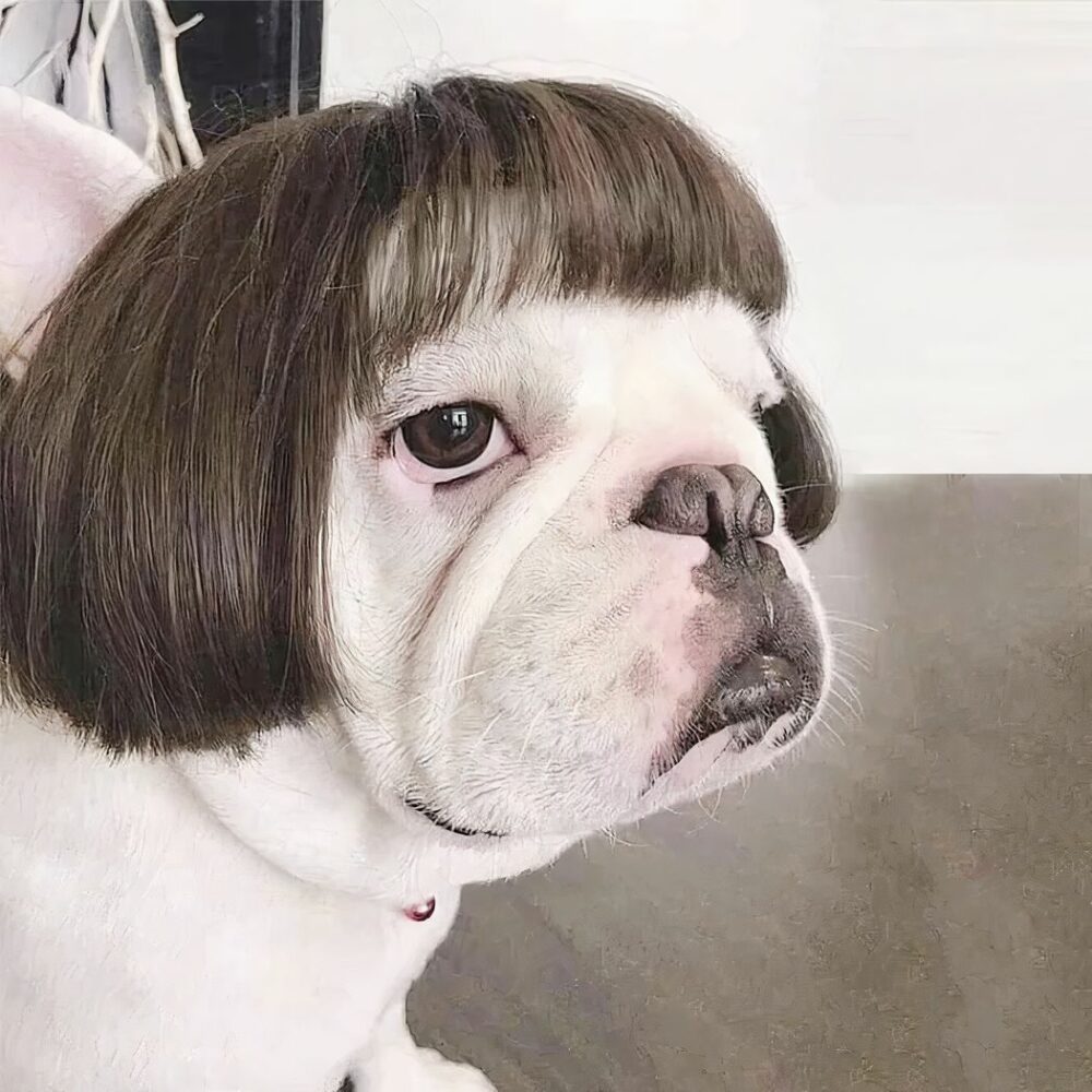 Perruque pour tête de chien coupe au bol et frange marron avec tête de chien bouldogue blanc.